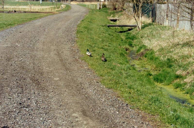 Foto zeigt zwei Enten auf einer Straße